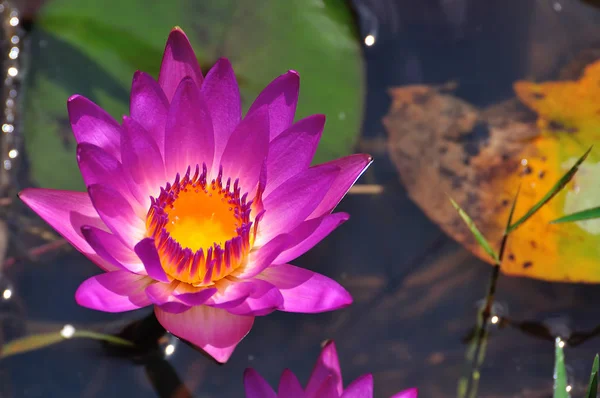 Mükemmel Bloom Nilüfer — Stok fotoğraf