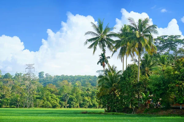 Landschap Van Rijst Veld Met Kokospalmen — Stockfoto