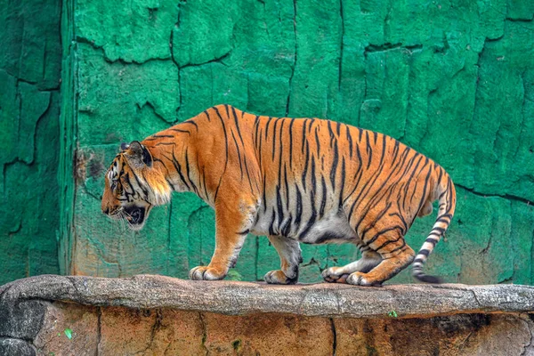 Comportamiento Del Tigre —  Fotos de Stock