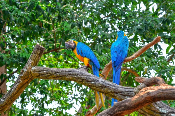 A blue and yellow parrots