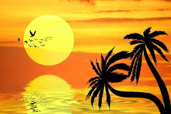 Orange Sonnenuntergang Und Palme — Stockfoto