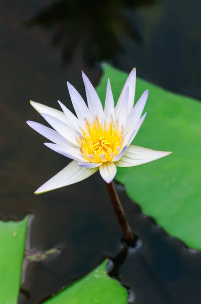 Kwiat Lilii Białej Wody Żółtym Środkiem — Zdjęcie stockowe