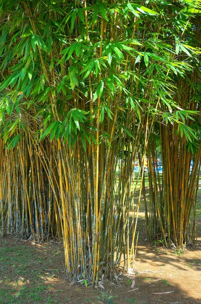 Primavera Abstrato Fundo Verde Com Folhas Bambu — Fotografia de Stock