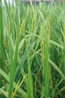 pirinç çeltik alanı olgunlaşma yakın çekim