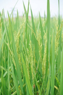 pirinç çeltik alanı olgunlaşma yakın çekim