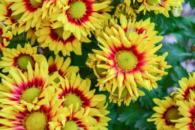 güzel çiçeklerin Kasımpatı