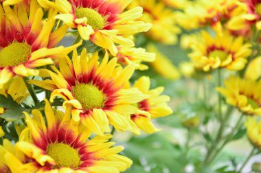 güzel çiçeklerin Kasımpatı