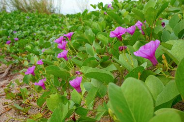 Sahilde mor kır çiçekleri