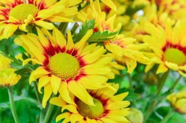 güzel çiçeklerin Kasımpatı