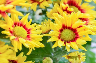 güzel çiçeklerin Kasımpatı