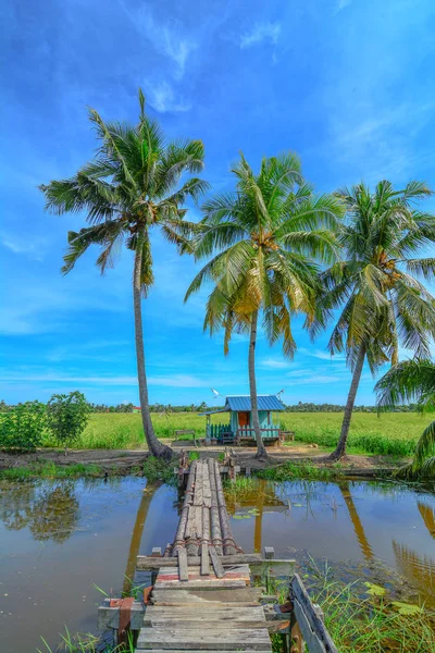 Paddy Farma Kokosové Stromy — Stock fotografie