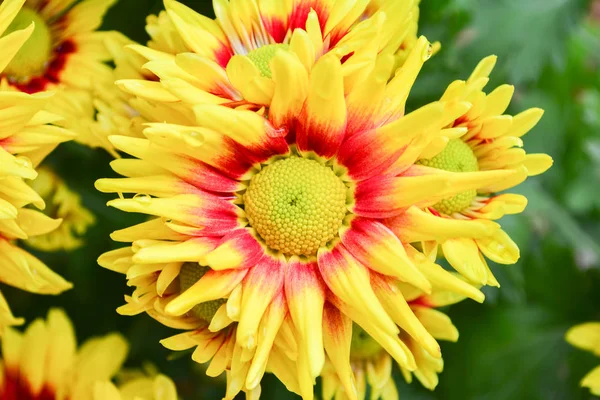 güzel çiçeklerin Kasımpatı