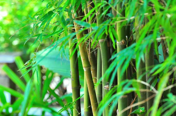 Bambu Verde Floresta Fundo — Fotografia de Stock