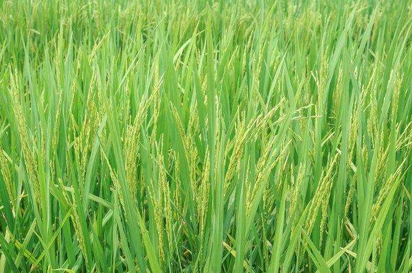 成熟的稻田水稻关门 — 图库照片
