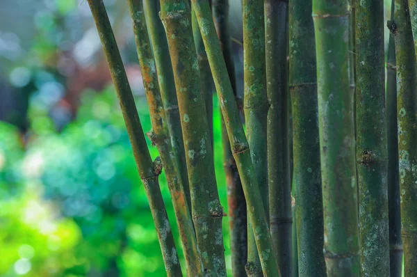 Bambu Verde Floresta Fundo — Fotografia de Stock