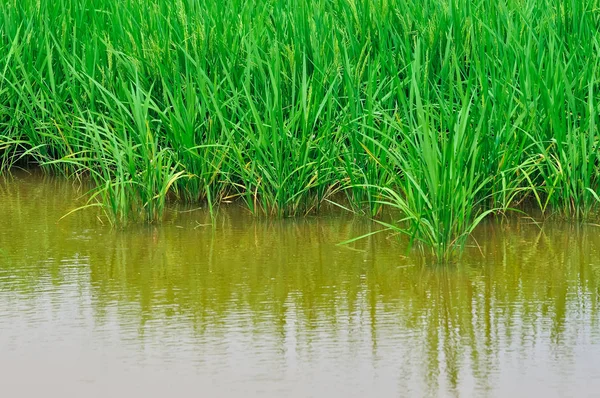Красивый Пейзаж Рисовых Полей Paddy — стоковое фото