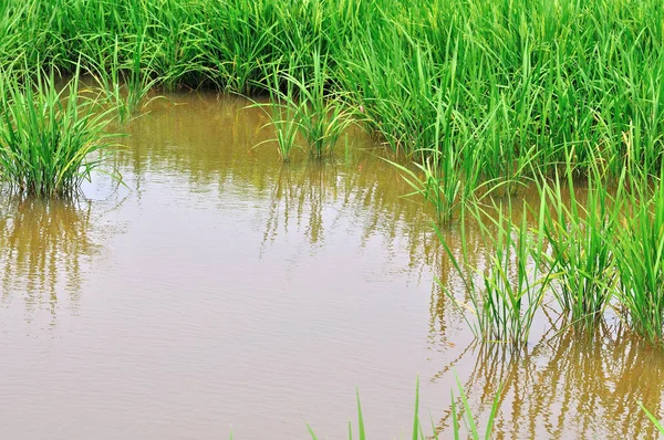 Die Wunderschöne Landschaft Der Reisfelder Reisfelder — Stockfoto