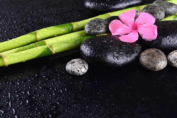 Flor Rosa Con Piedras Negras Arboleda Bambú Sobre Fondo Negro —  Fotos de Stock