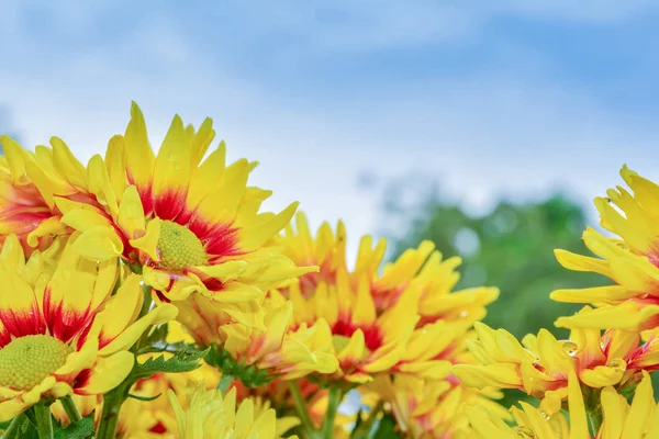 菊の花の美しい花 — ストック写真