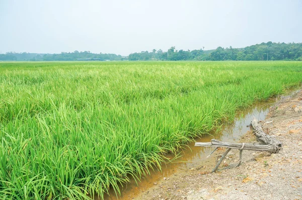 Hermoso Paisaje Los Campos Arroz Arrozal — Foto de Stock