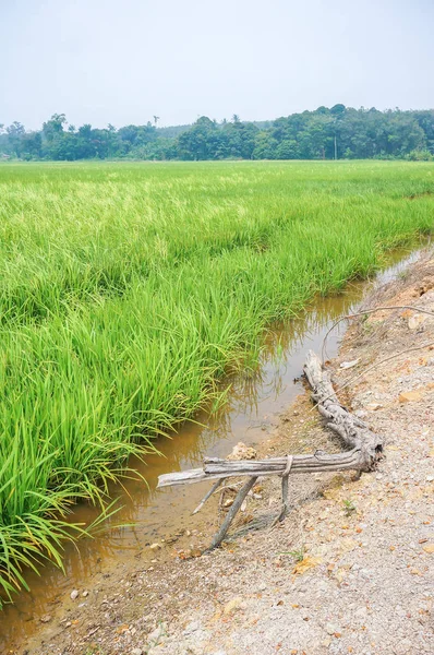 Hermoso Paisaje Los Campos Arroz Arrozal — Foto de Stock