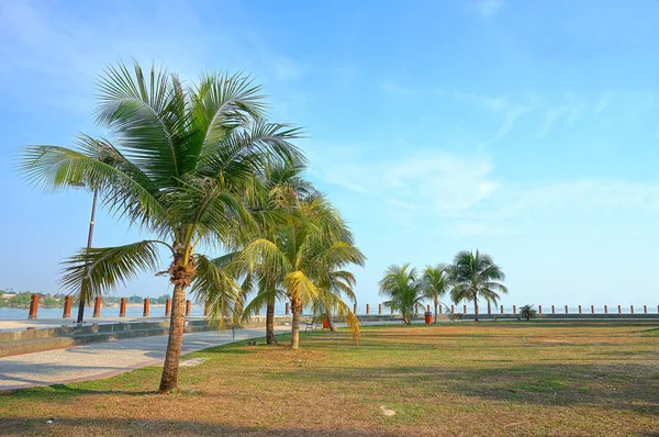 Kokosowe Drzewo Parku Pobliżu Rzeki — Zdjęcie stockowe