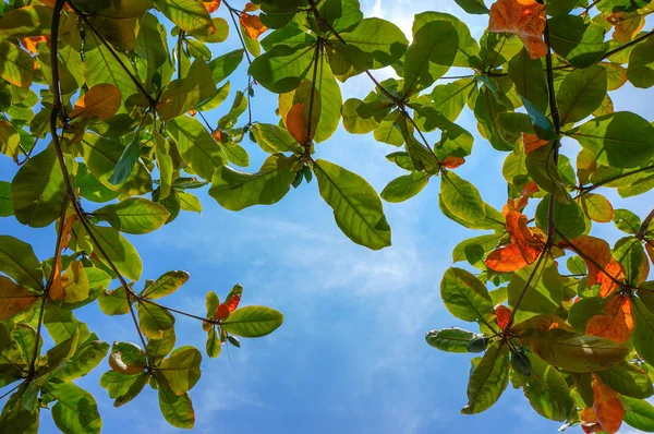 Зелене Листя Над Синє Небо Фону Весняний Сезон Природного Фону — стокове фото