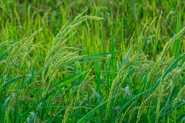 Oreille Verte Riz Dans Rizière Paddy — Photo