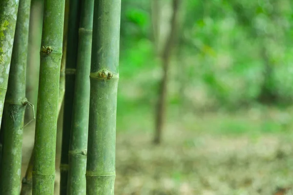 竹绿色森林背景 — 图库照片