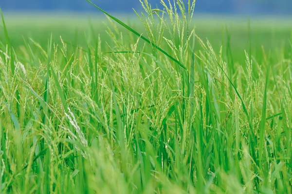 Pirinç Tarlaları Paddy Güzel Manzara — Stok fotoğraf