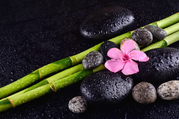 Flor Rosa Con Piedras Negras Arboleda Bambú Sobre Fondo Negro —  Fotos de Stock