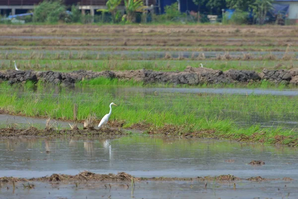 Egret Paddy Field — Stock Photo, Image