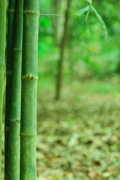 Bambu Verde Floresta Fundo — Fotografia de Stock