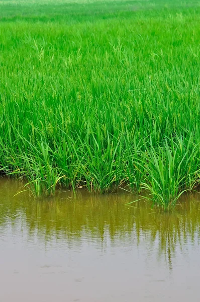 Krásná Krajina Rýžových Polí Neloupaná — Stock fotografie