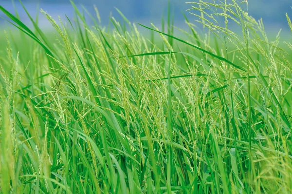 Pirinç Çeltik Alanı Olgunlaşma Yakın Çekim — Stok fotoğraf