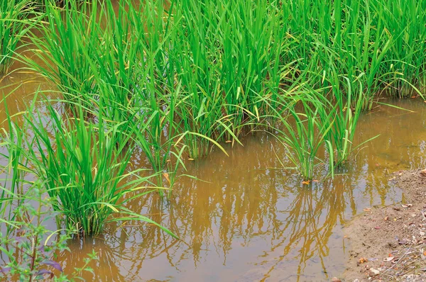 Die Wunderschöne Landschaft Der Reisfelder Reisfelder — Stockfoto