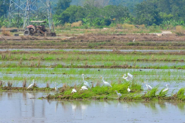 Egret Paddy Field — Stock Photo, Image