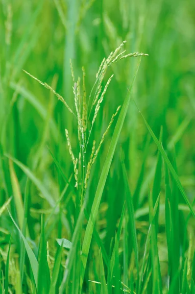 Beau Paysage Des Rizières Paddy — Photo