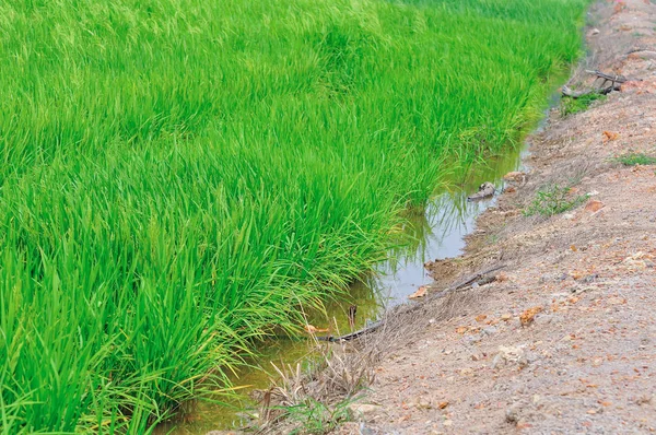 Det Vackra Landskapet Risfält Paddy — Stockfoto