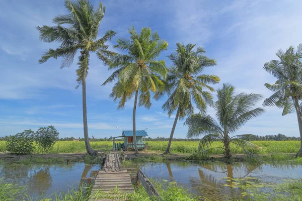 Paddy Boerderij Kokosnoot Bomen — Stockfoto