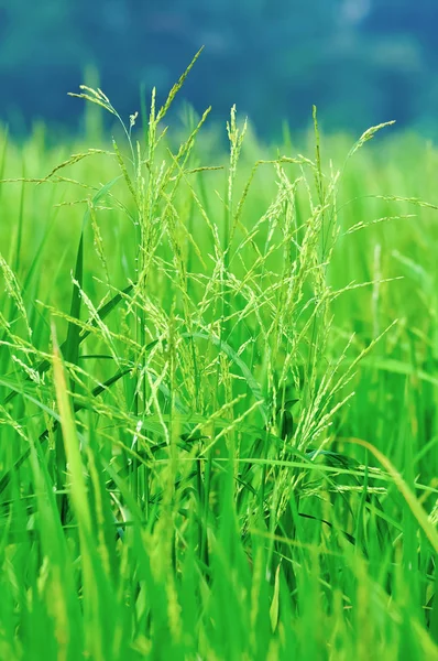 Élevage Riz Dans Une Rizière Close — Photo