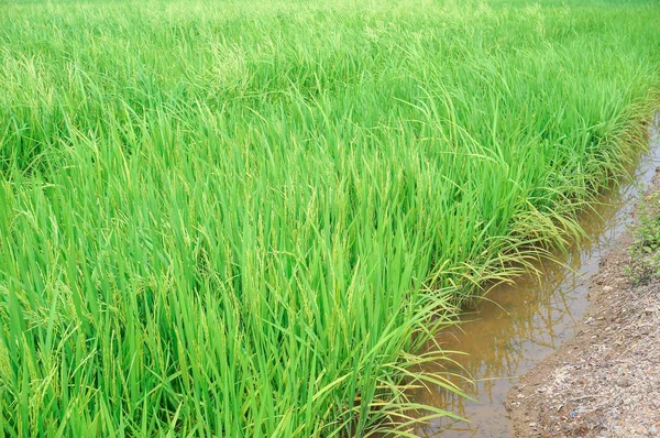 Krásná Krajina Rýžových Polí Neloupaná — Stock fotografie