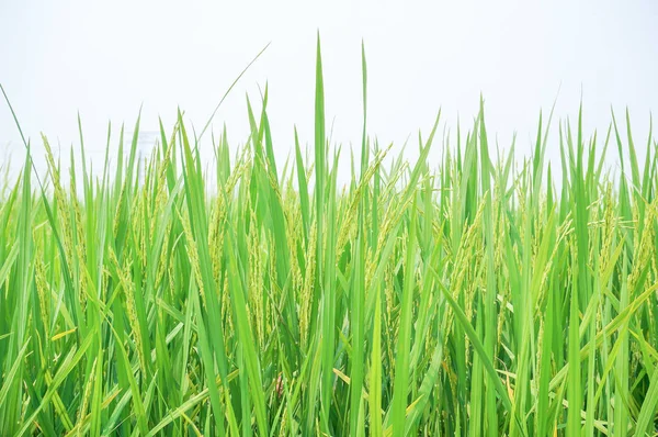 Reisreifung Einem Reisfeld Aus Nächster Nähe — Stockfoto
