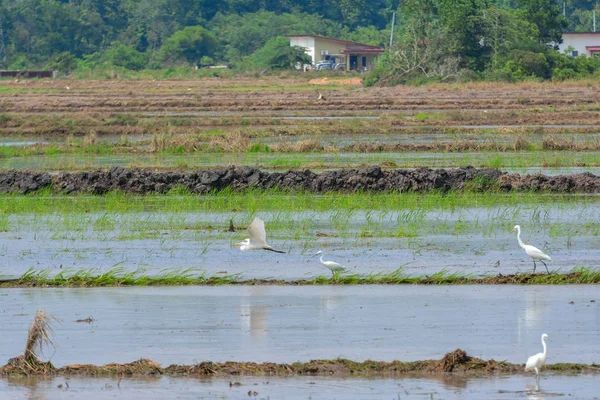 Egret Risfält — Stockfoto