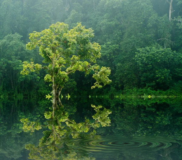 Árbol Con Rayos Luz Niebla — Foto de Stock