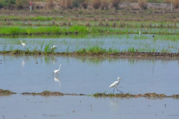 Egret Paddy Field — Stock Photo, Image