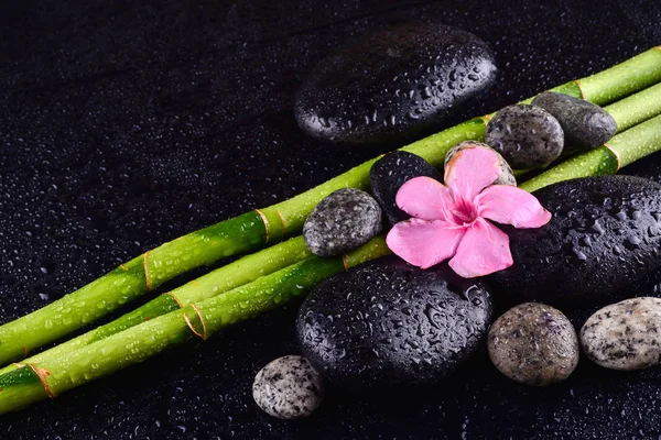 Pink Flower Black Stones Bamboo Grove Wet Black Background Spa Royalty Free Stock Photos