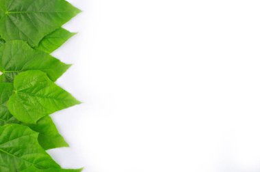 izole yaprak yeşil arka plan