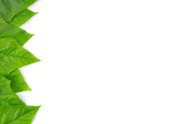 izole yaprak yeşil arka plan