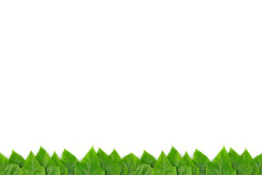 izole yaprak yeşil arka plan